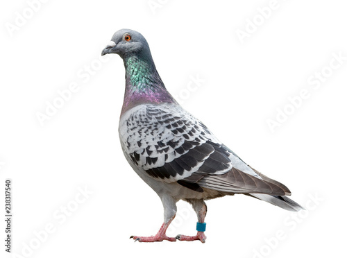 full body of speed racing pigeon bird isolated white background