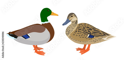 Drake and hen ducks isolated on white background, pair of mallard ducks, vector illustration