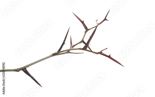 Acacia tree branch with thorns isolated on white background