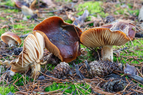 Setas en bosque de pino silvestre. Hygrophorus hypothejus. Higróforo de láminas amarillas.