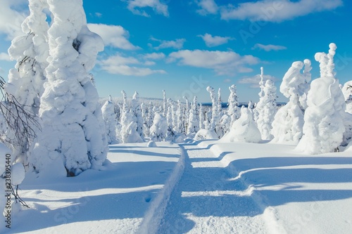 Beautiful snowy winter landscape. Snow covered fir trees on the background. Finland, Lapland