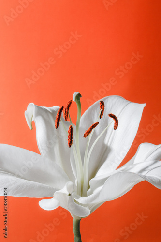 white lily isolated on orange background