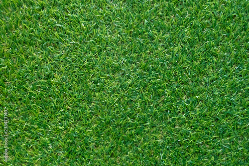 Green grass texture for background. Green lawn pattern and texture. top view.