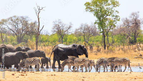 Large group of animals visit the water waterhole to take a drink in Hwange National Park, Zimbabwe