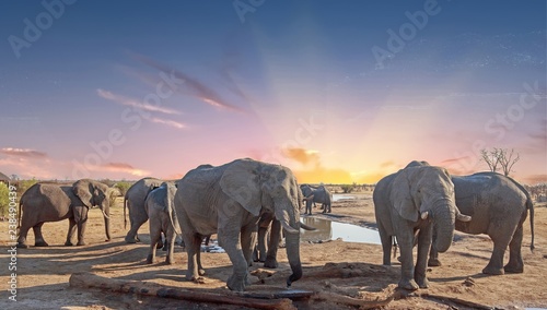 Herd of elephants group around a camp waterhole to take a drink, Hwange National Park. Zimbabwe