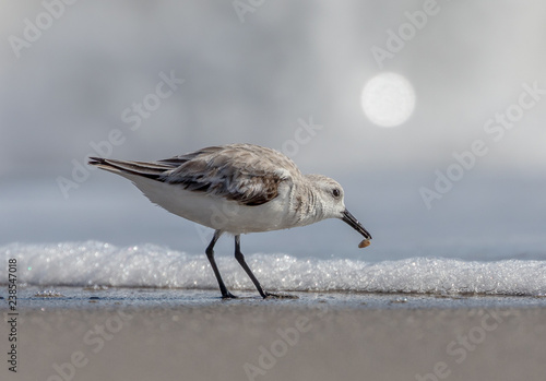 shorebird