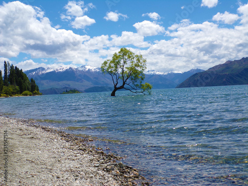 Drzewo rosnące w jeziorze Wanaka z Alpami Południowym w tle. Nowa Zelandia