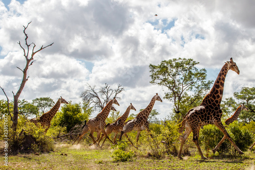 Giraffe family running in the Sabi Sands Game Reserve in the Greater Kruger Region in South Africa