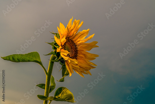 kwiat słonecznika na tle nieba