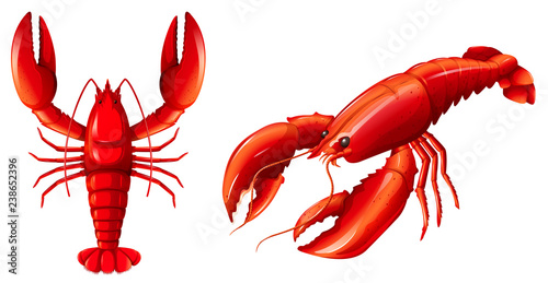 Set of red lobster