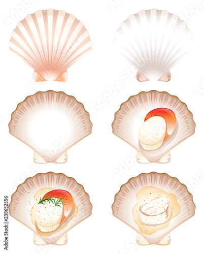 Set of fresh and cook scallop