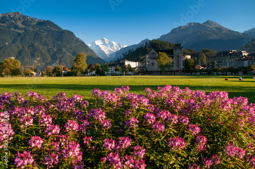 Pink flowers green field Hohematte park and Swiss alps in Interlaken, Switzerland