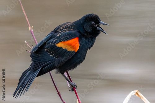 Male Red-winged Blackbird on a branch by a pond