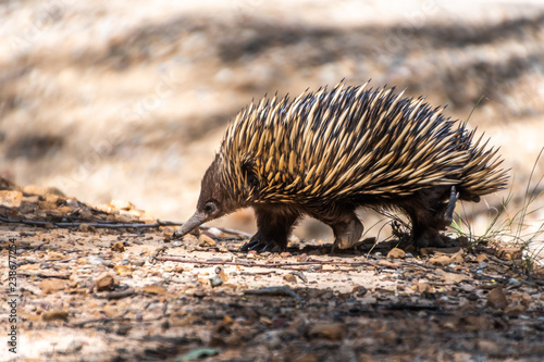 Echidna on the move