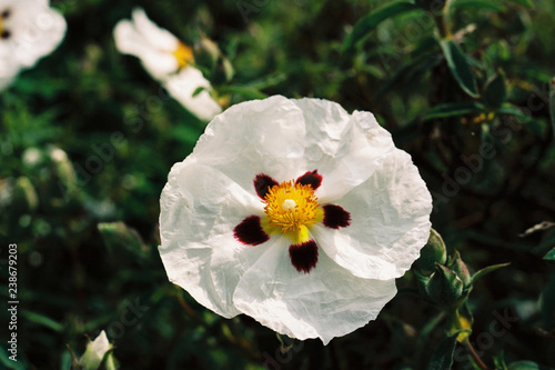 Cistus rock rose cultivar