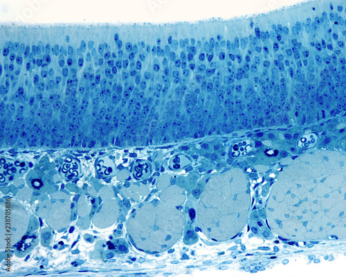 Olfactory mucosa. Semithin section