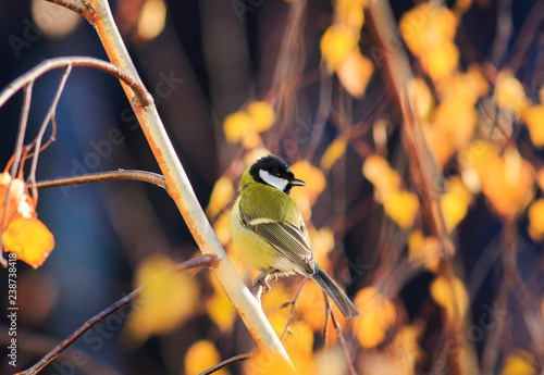  cute little chickadee bird sitting in a Sunny autumn Park at tree, a birch tree with bright yellow autumn leaves