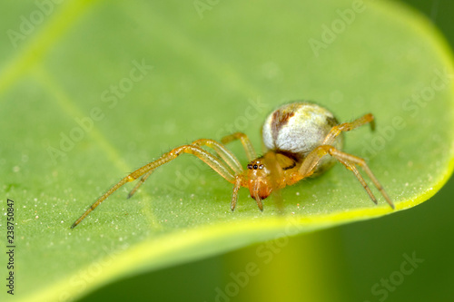 Tiny spider on caper plant