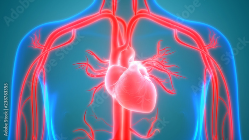 Human Circulatory System Anatomy