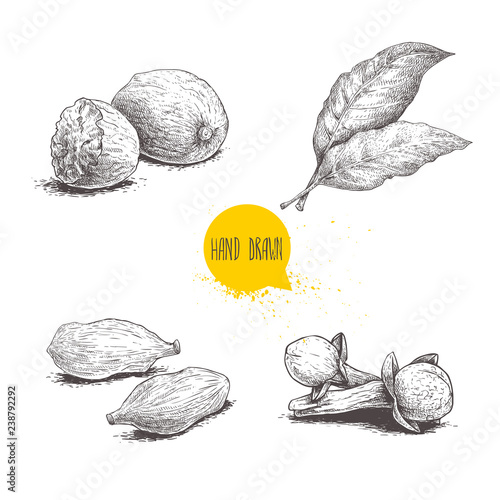 Hand drawn sketch spices set. Bay leaves, nutmeg group, cardamoms and cloves. Herbs, condiments and spices vector illustration isolated on wite background.