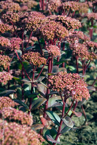 Sedum Matrona