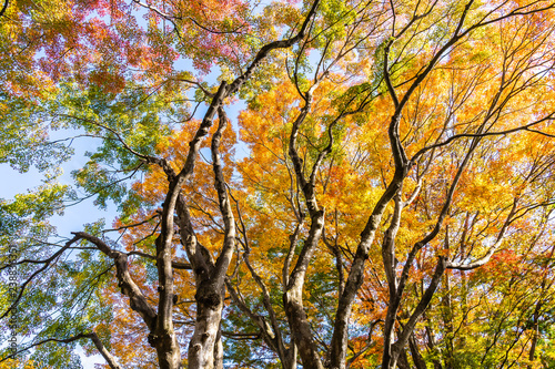 Beautiful maple leaf tree in autumn season