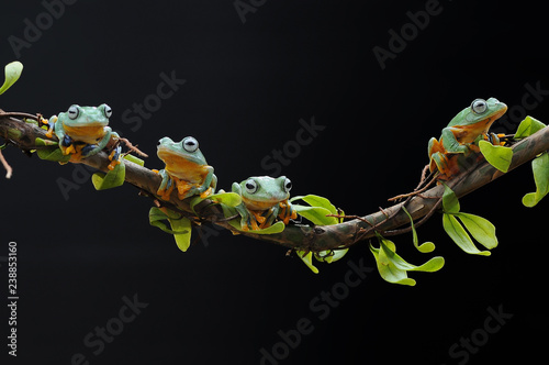 Flying Frog on Leaves, Frog on Leaves,