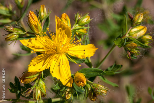 Macrophotographie fleur sauvage - Millepertuis - Hypericum perforatum