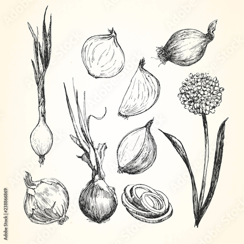 Hand-drawn illustration of Onion, vector