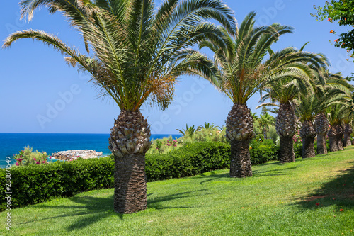 Palm trees on the seaside, Crete