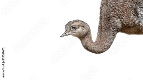 Young and funny Patagonian ostrich Rhea isolated at white background, details, closeup