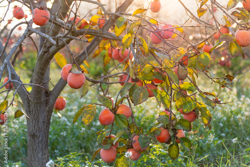 Dulces caquis en los árboles en otoño en España al amanecer