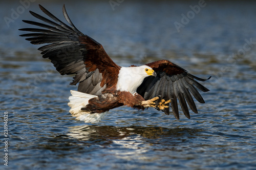 African Fish Eagle (Haliaeetus vocifer) flying with claws to catch fish, Lake Naivasha, Kenya