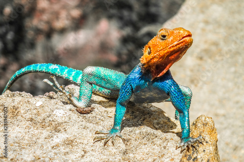 Red-headed rock agama lizard