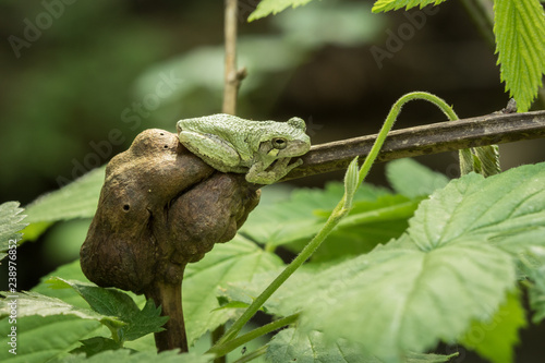 tree frog sitting on a blackberry knot gall