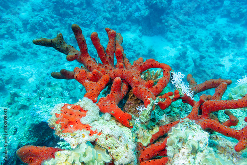 Colorful coral reef on the bottom of tropical sea, red sea sponge