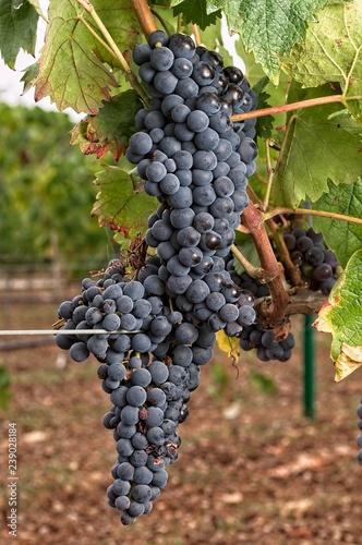 Tempranillo, Cluster of grape at the vineyard.