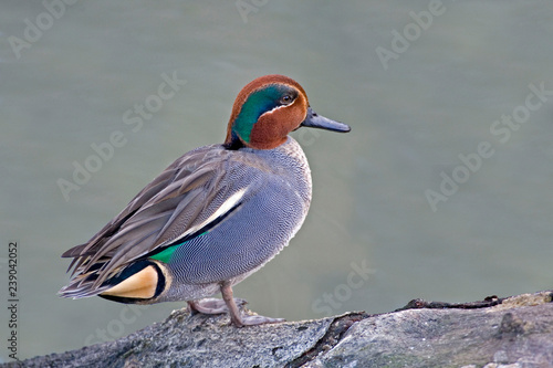 A Male Eurasian Teal, Anas crecca