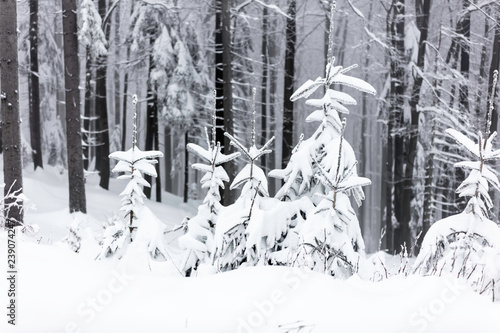 Zimowy krajobraz w polskich górach