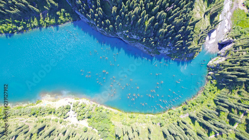 Mountain lake with blue water. Trunks of fir trees are in a mountain lake. Drone footage, top view. At the edges of the lake green forest and coniferous trees. Kazakhstan, Almaty, Kaindy lake.