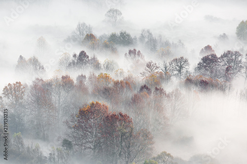 Panorama sulla foresta con nebbia all'alba, Italia
