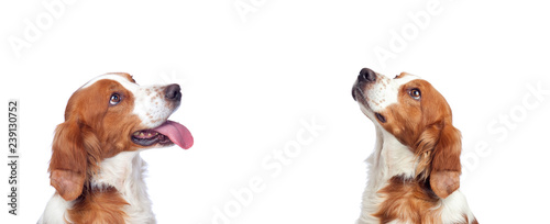 Piękny portret dwa psów przyglądających up