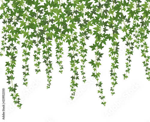 Green ivy. Creeper wall climbing plant hanging from above. Garden decoration ivy vines vector background