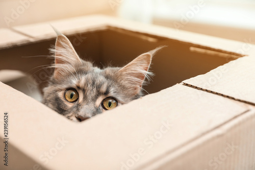 Adorable Maine Coon cat looking out through hole in cardboard box at home
