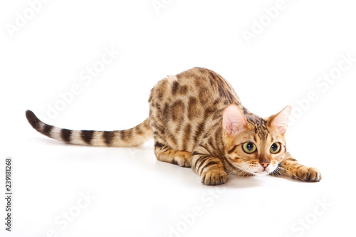 Red Bengal Cat Kitten plays (isolated on white)