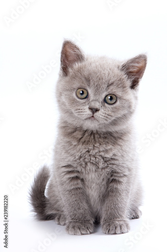 Gray British cat kitten (isolated on white)