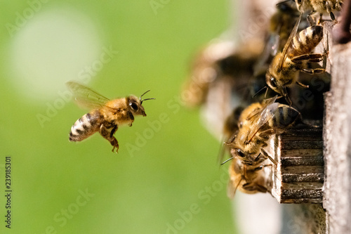 Biene im Anflug