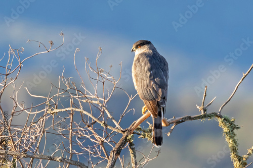 Bird merlin falcon on morning perch