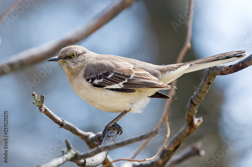 Mocking Bird