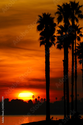 Brilliant Orange Palm Tree Sunset over Mission Bay in San Diego